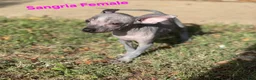 Xoloitzcuintle dogs for sale: Xoloitzcuintle Mini Female - Ad 2