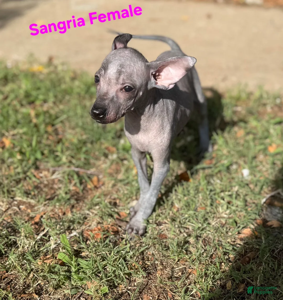 Xoloitzcuintle dogs for sale: Xoloitzcuintle Mini Female - Ad 2