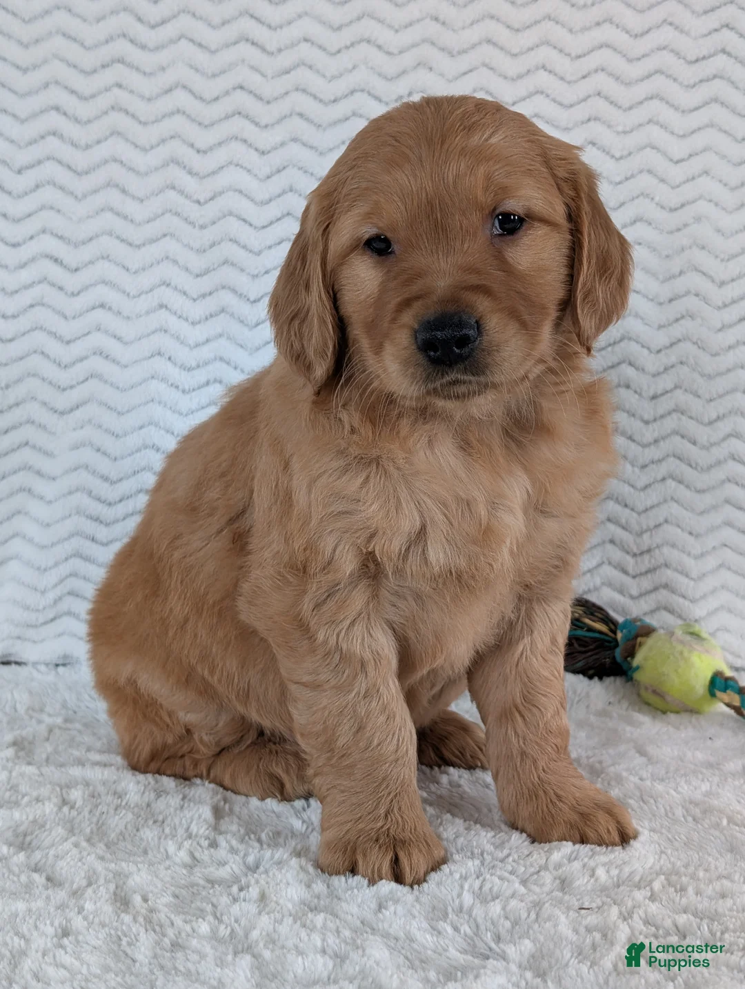 Golden Retriever dogs for sale: Brady - Ad 13