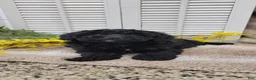 Cockapoo dogs for sale: JoJo - Ad 3