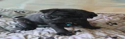 Pug dogs for sale: Brandy - Ad 5