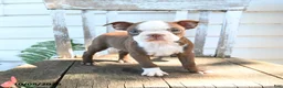 Boston Terrier dogs for sale: Bubbles - Ad 5