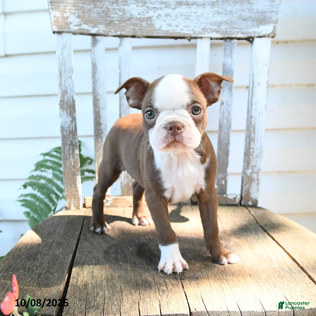 Boston Terrier dogs for sale: Bubbles - Ad 5