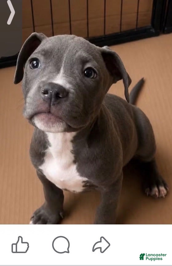 American Bully dogs American Bully 1 - Ad 28
