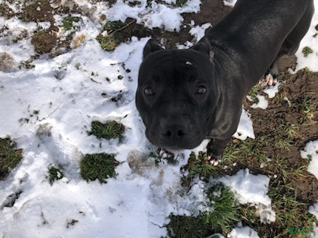 American Bully dogs for stud: pet quality  - Ad 2