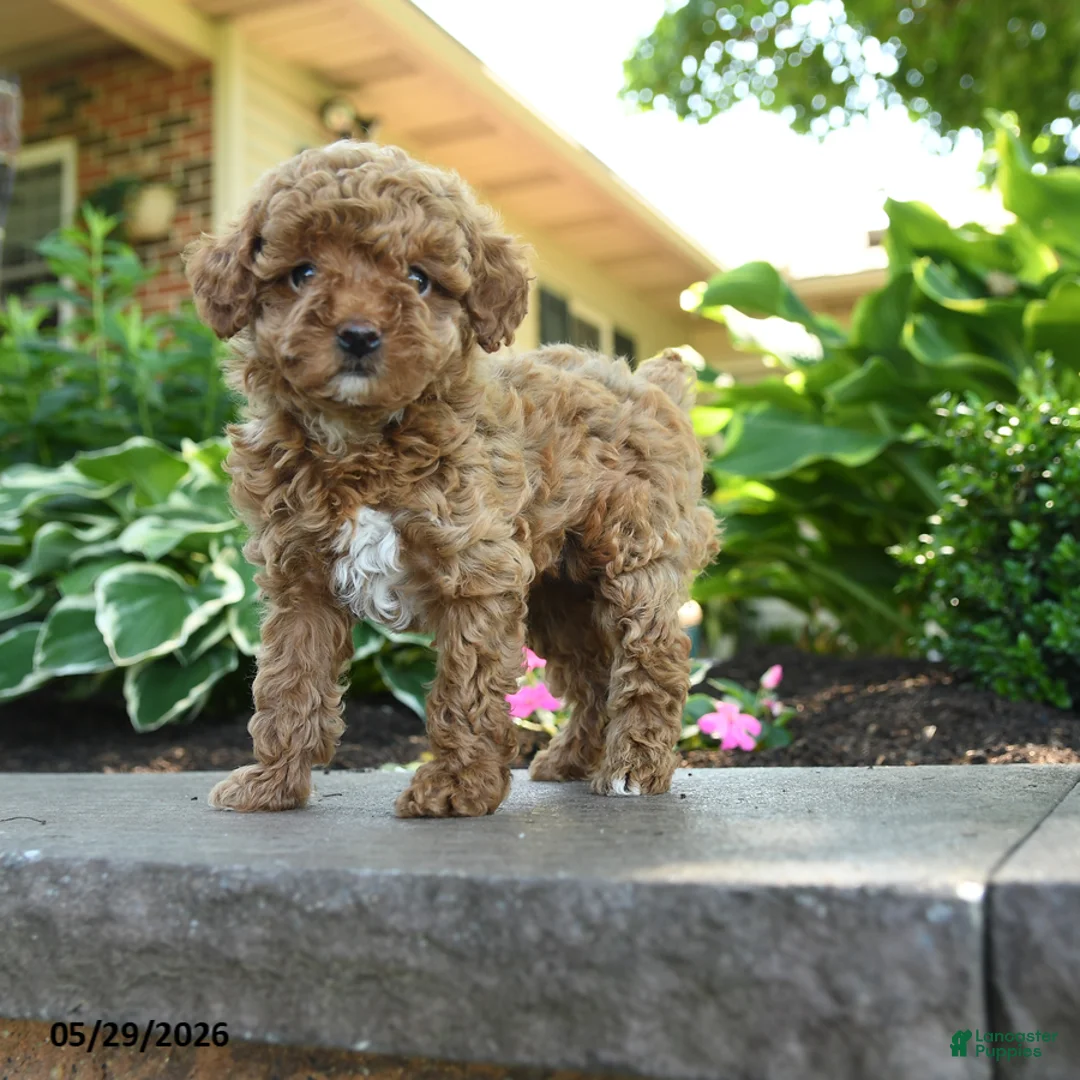 Toy Poodle dogs for sale: Willow - Ad 5