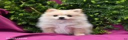 Pomeranian dogs for sale: Sport - Ad 4