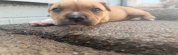 American Bully dogs for sale: CoCo - Ad 14