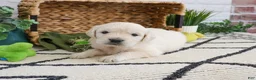 Golden Retriever dogs for sale: Texas - Ad 3