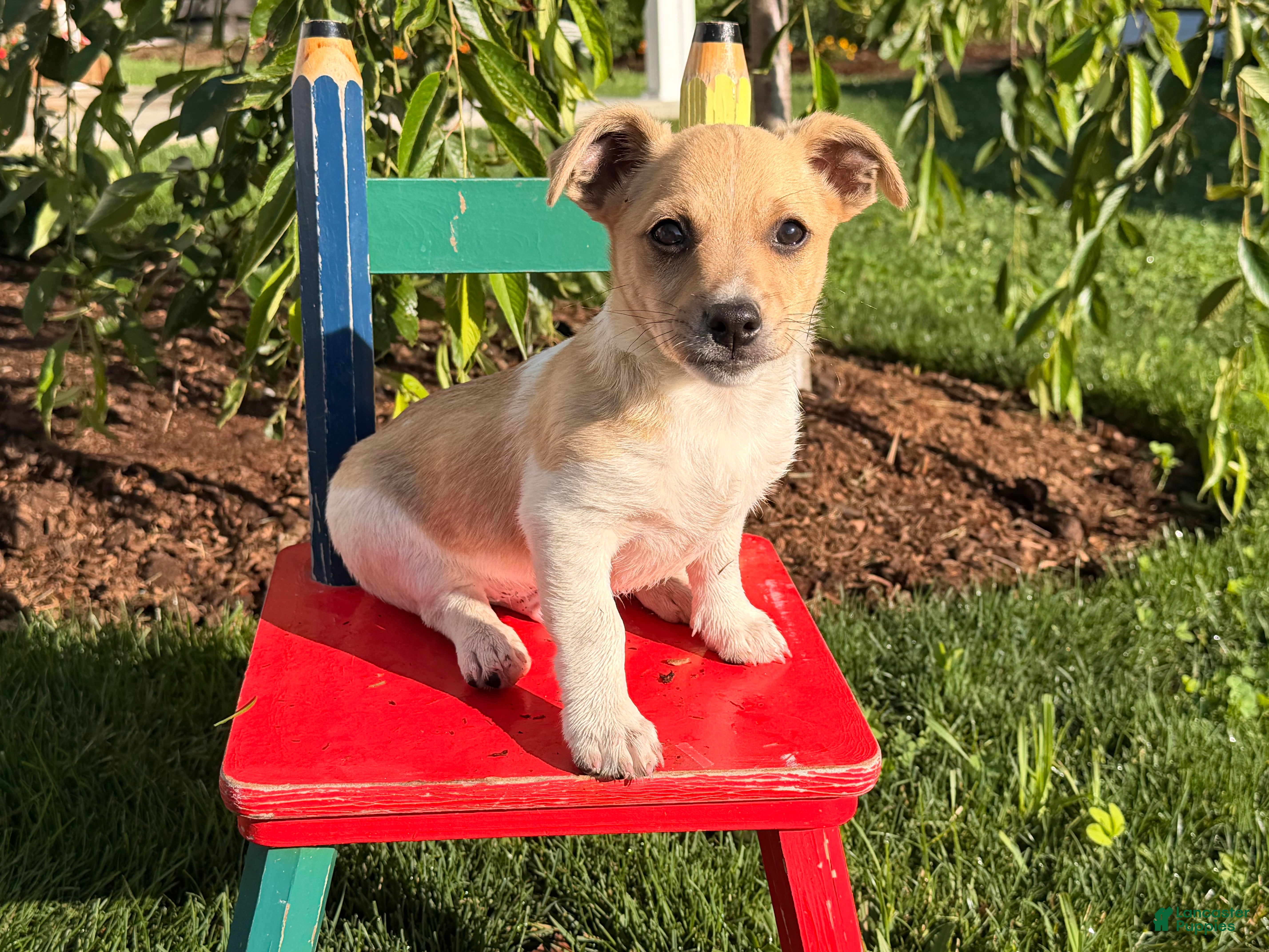 Jack Russell Terrier dogs Twinkle  - Ad 1