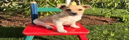 Jack Russell Terrier dogs for sale: Twinkle  - Ad 1