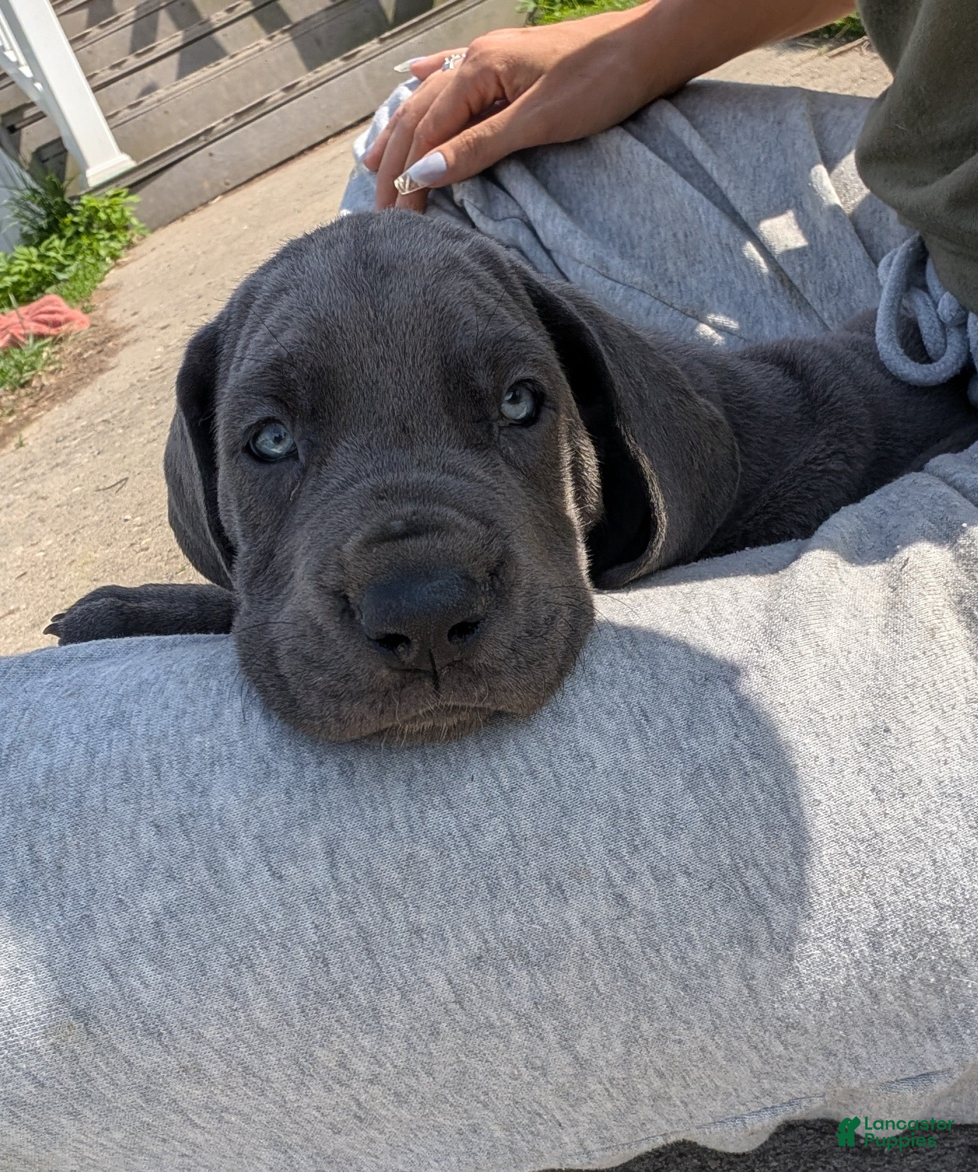 Great Dane dogs Great Dane Puppy 1 - Ad 1