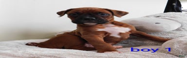 Boxer Puppy 1