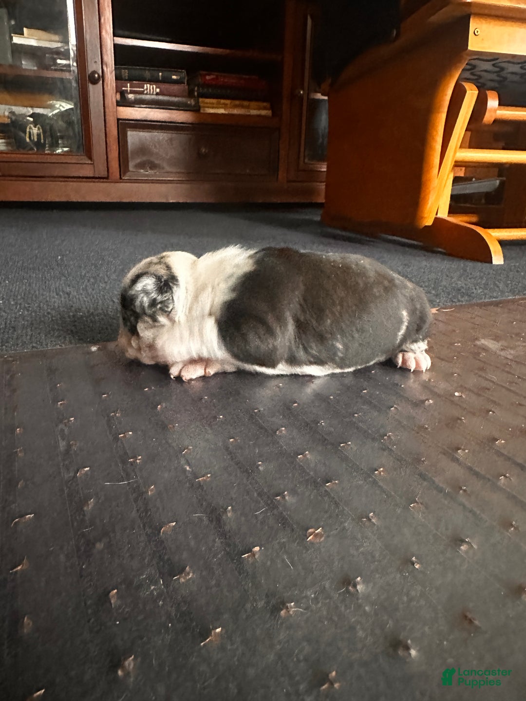 Mixed Breed dogs for sale: Honey - Ad 8