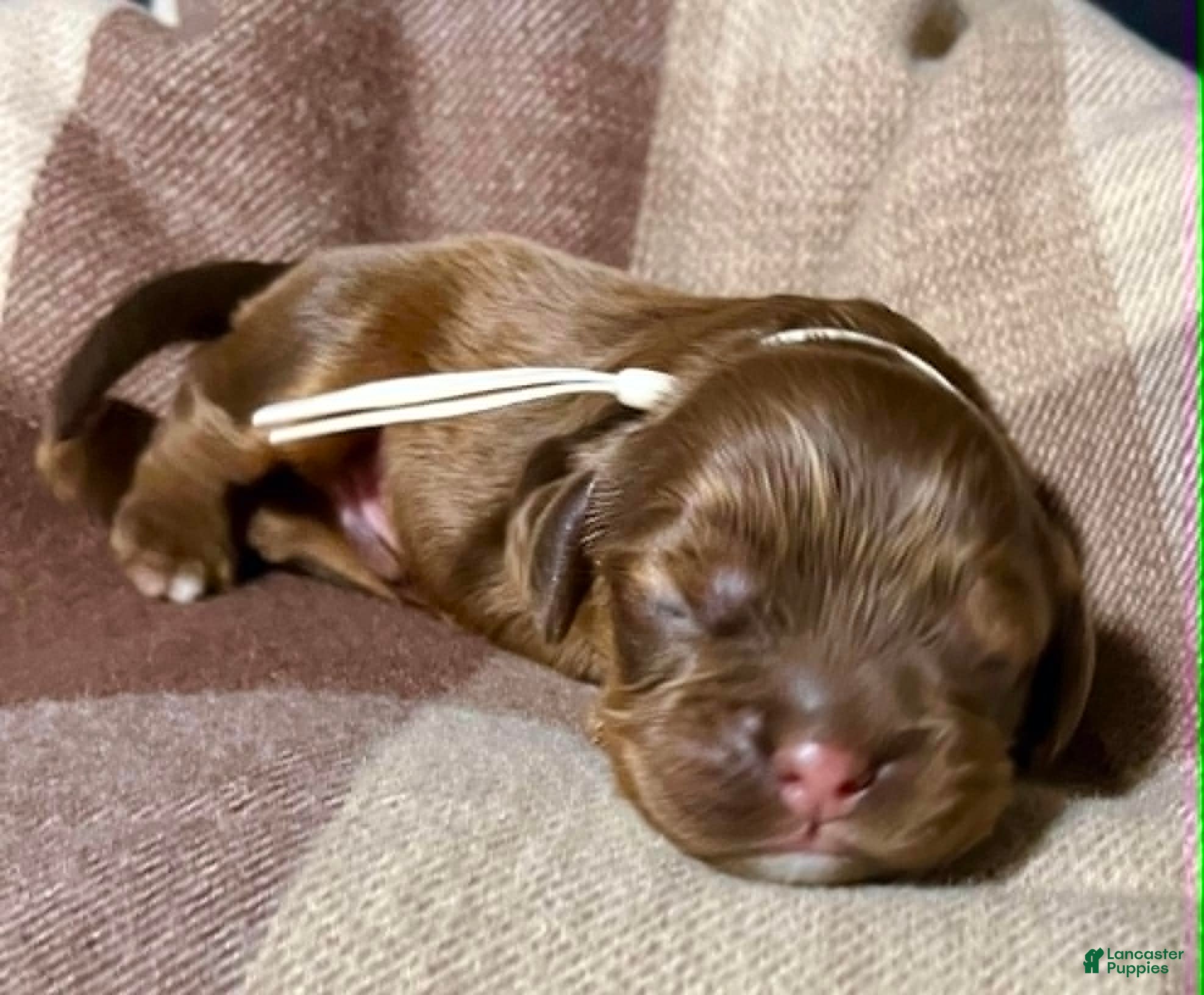 Cocker Spaniel dogs Male Cocker Spaniel 4 tanner - Ad 39
