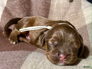 Cocker Spaniel dogs Male Cocker Spaniel 4 tanner - Ad 39
