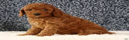Cavapoo dogs for sale: Candy - Ad 8