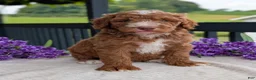 Goldendoodle dogs for sale: Charlie - Ad 7