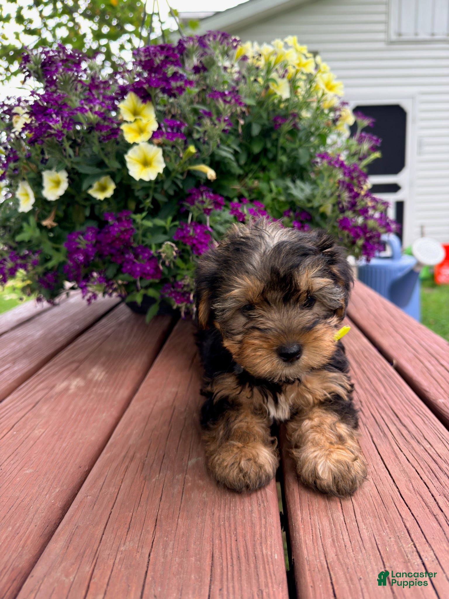 Shorkie dogs Tiny Tim - Ad 1