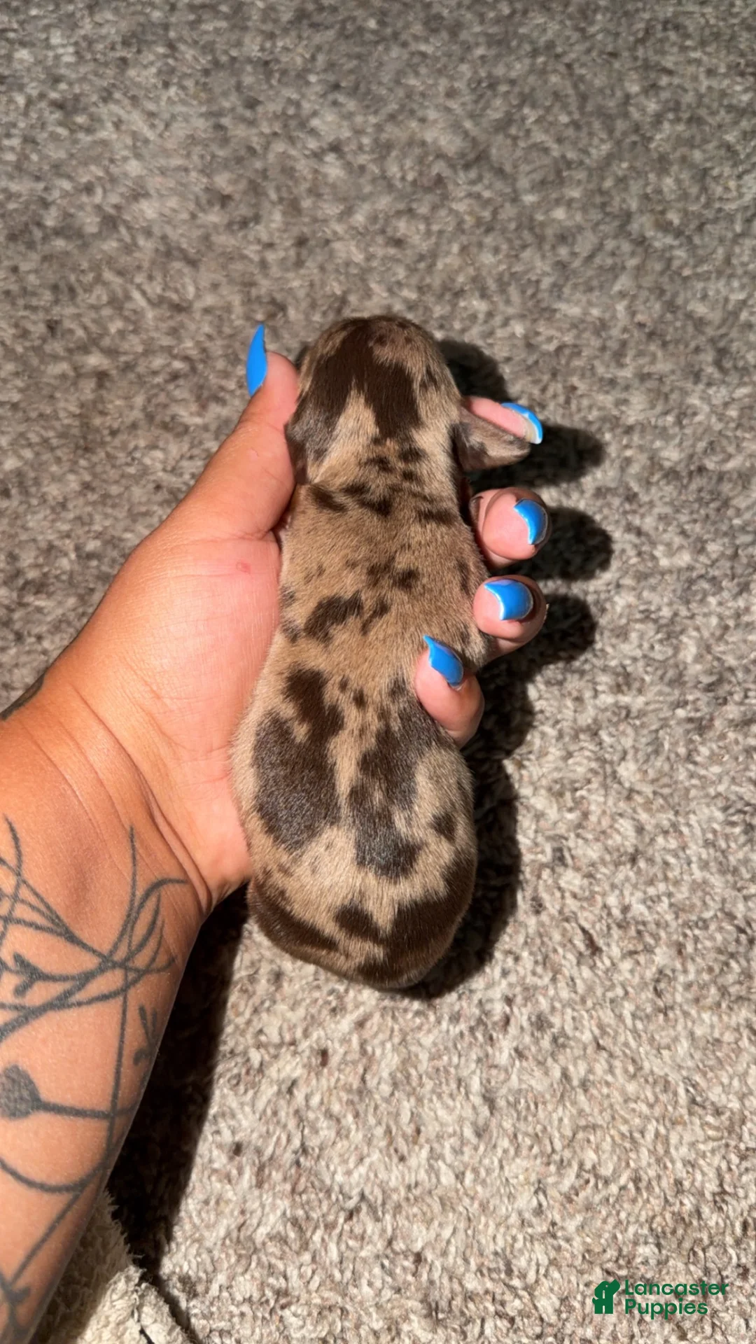 Dachshund dogs for sale: Dachshund 1 - Ad 4