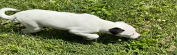 Jack Russell Terrier dogs for sale: Snoopy - Ad 4