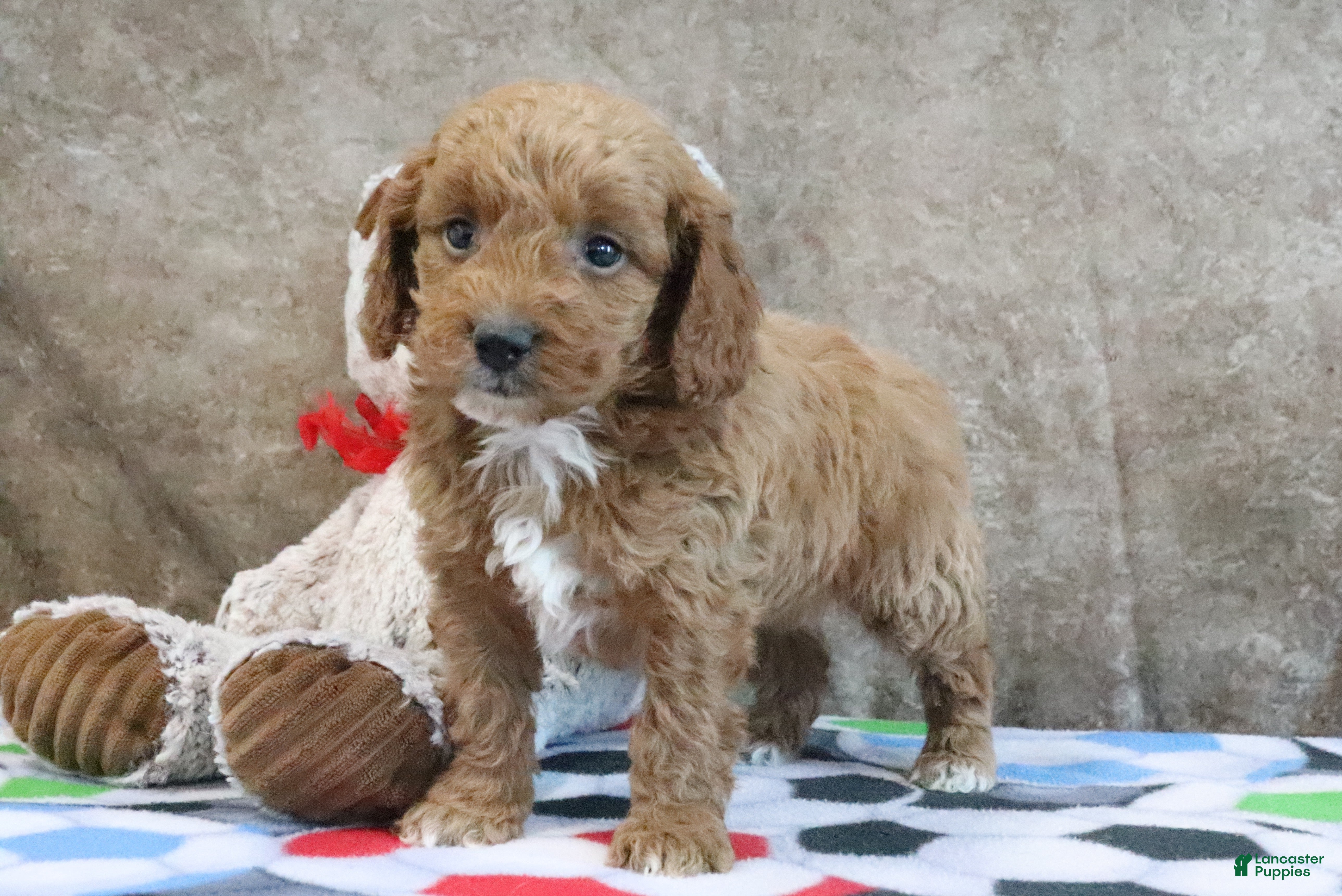 Mini Goldendoodle dogs Zeke - Ad 1