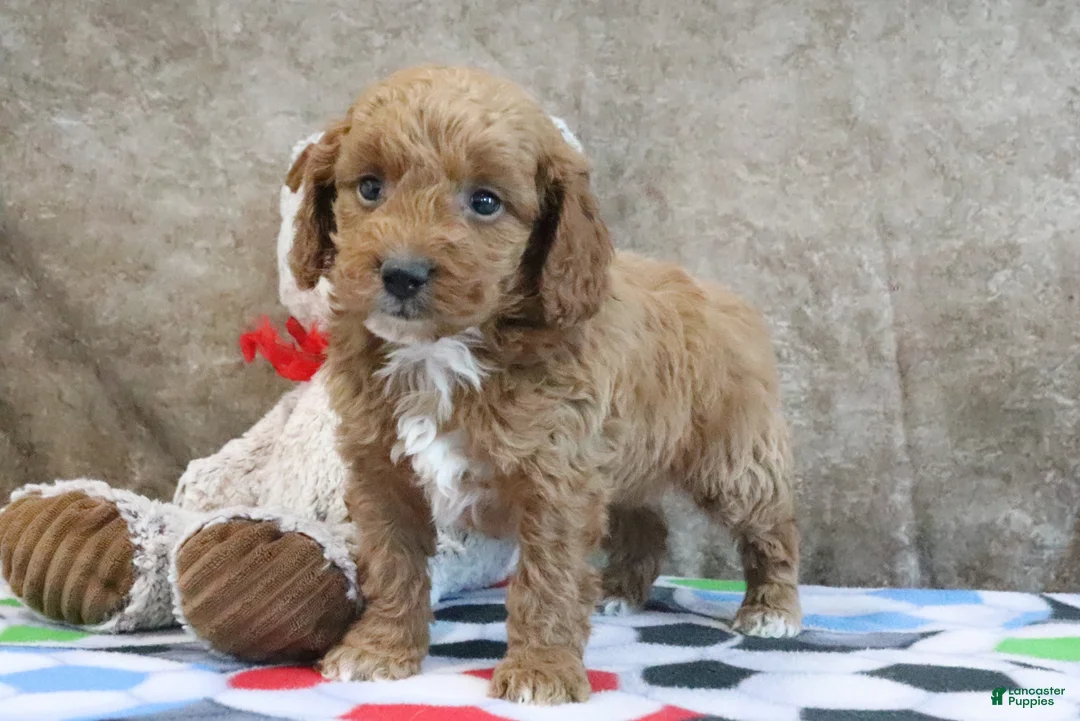 Mini Goldendoodle dogs for sale: Zeke - Ad 1