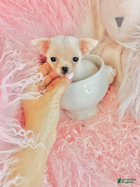 Chihuahua dogs Teacup/Pocketbook Chihuahua 1 - Ad 1