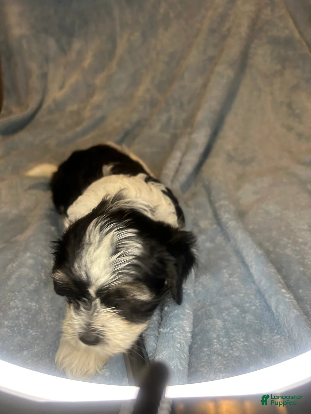 Teddy Bear dogs for sale: Boomer  - Ad 2