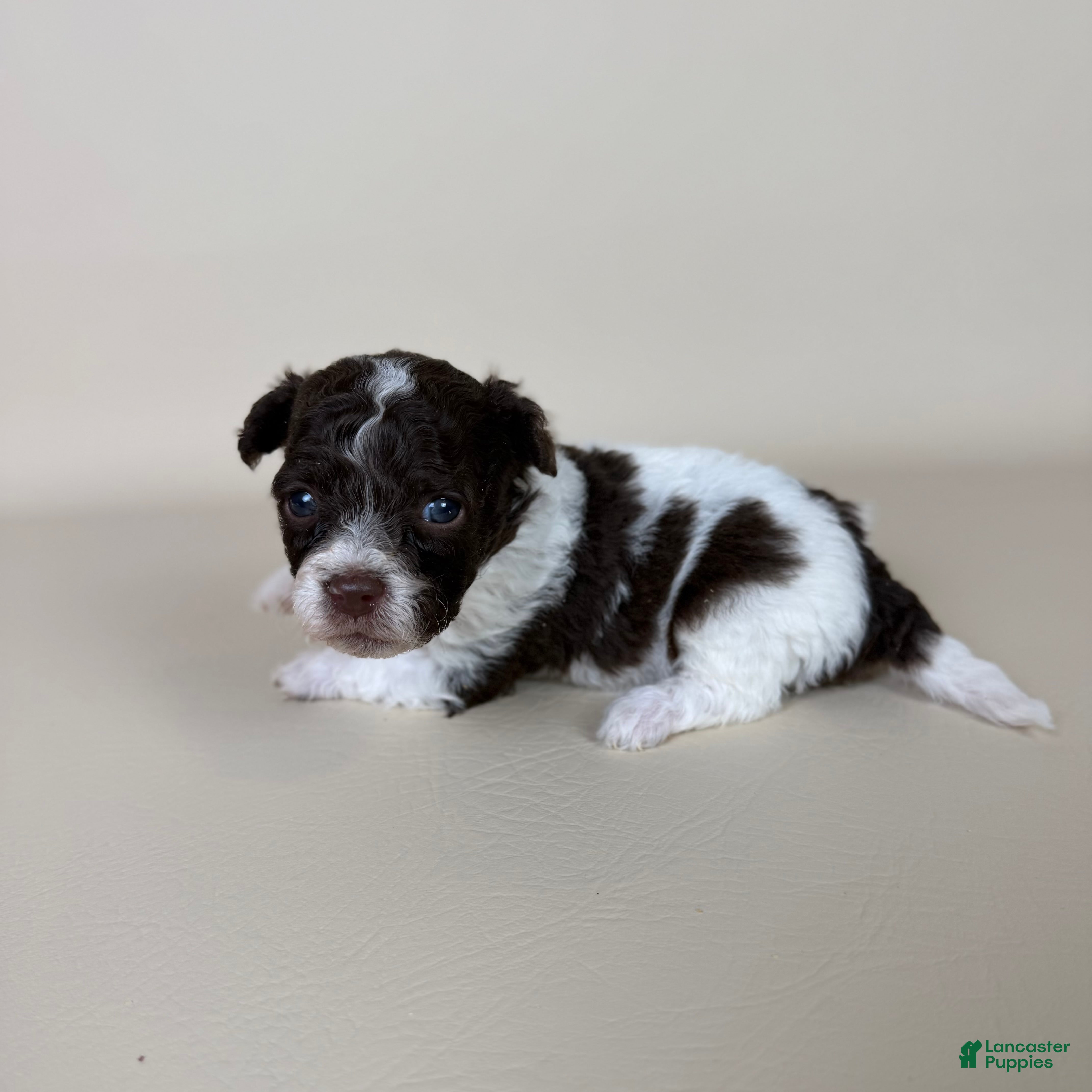 Maltipoo dogs Bennett - Ad 2