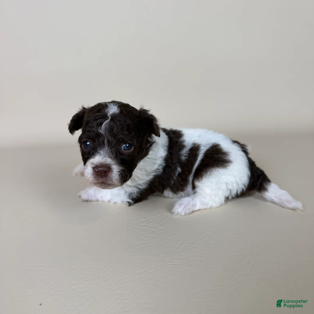 Maltipoo dogs for sale: Bennett - Ad 2