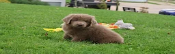 Newfoundland dogs for sale: Bianca - Ad 5