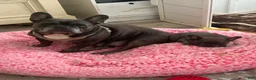 French Bulldog dogs for sale: Luke - Ad 7