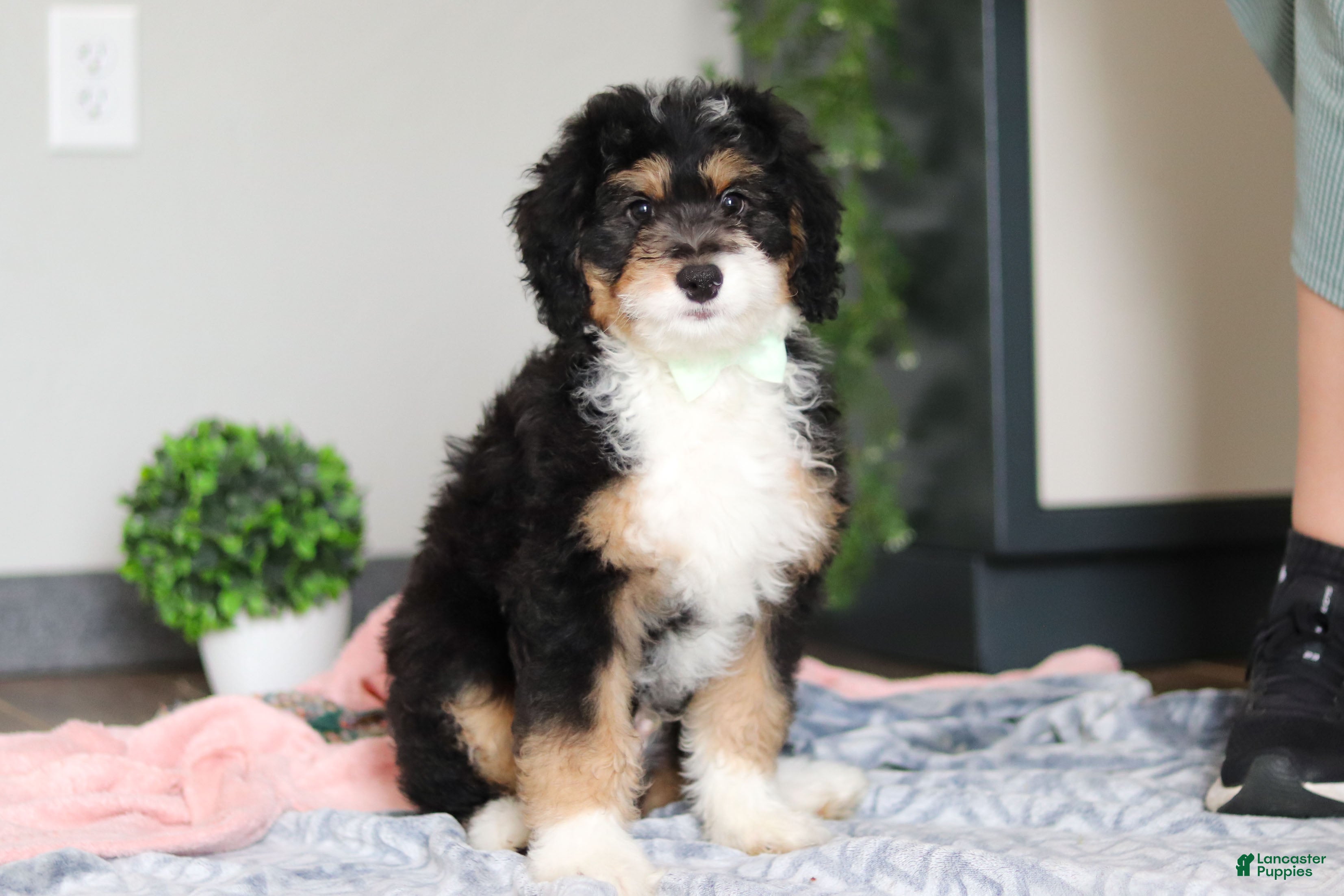 Mini Bernedoodle dogs for sale: Brock - Ad 7