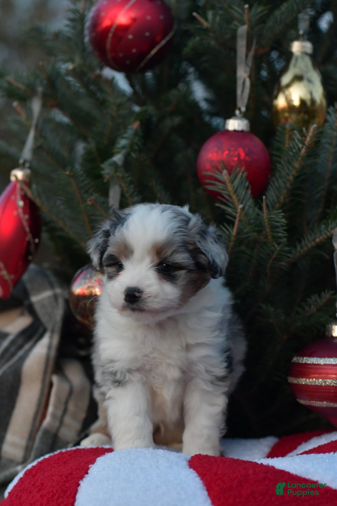 Mini Aussiedoodle dogs for sale: Cash - Ad 23