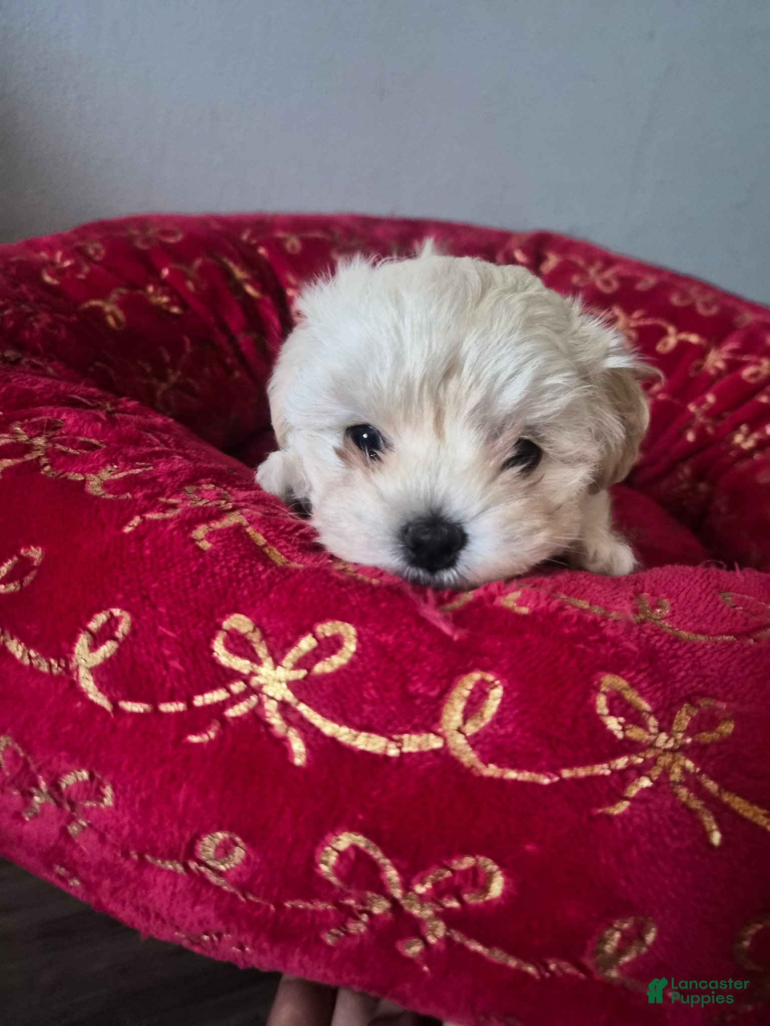 Maltipoo dogs Maltipoo 3 - Ad 17