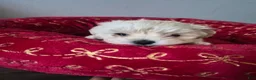 Maltipoo dogs for sale: Maltipoo 3 - Ad 1