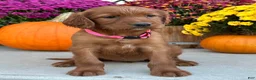 Irish Setter dogs for sale: Sadie - Ad 7
