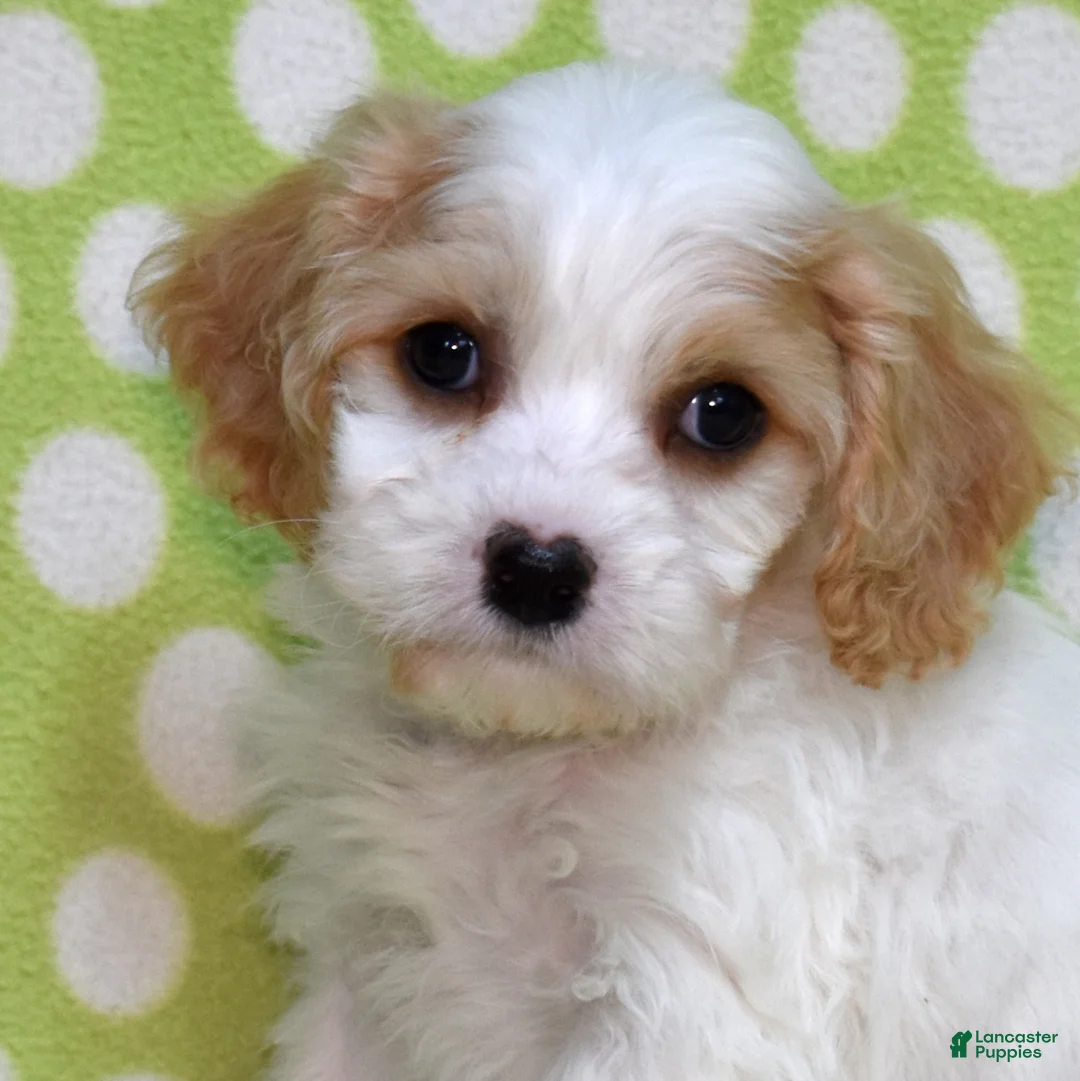 Cavachon dogs for sale: Simba  - Ad 1