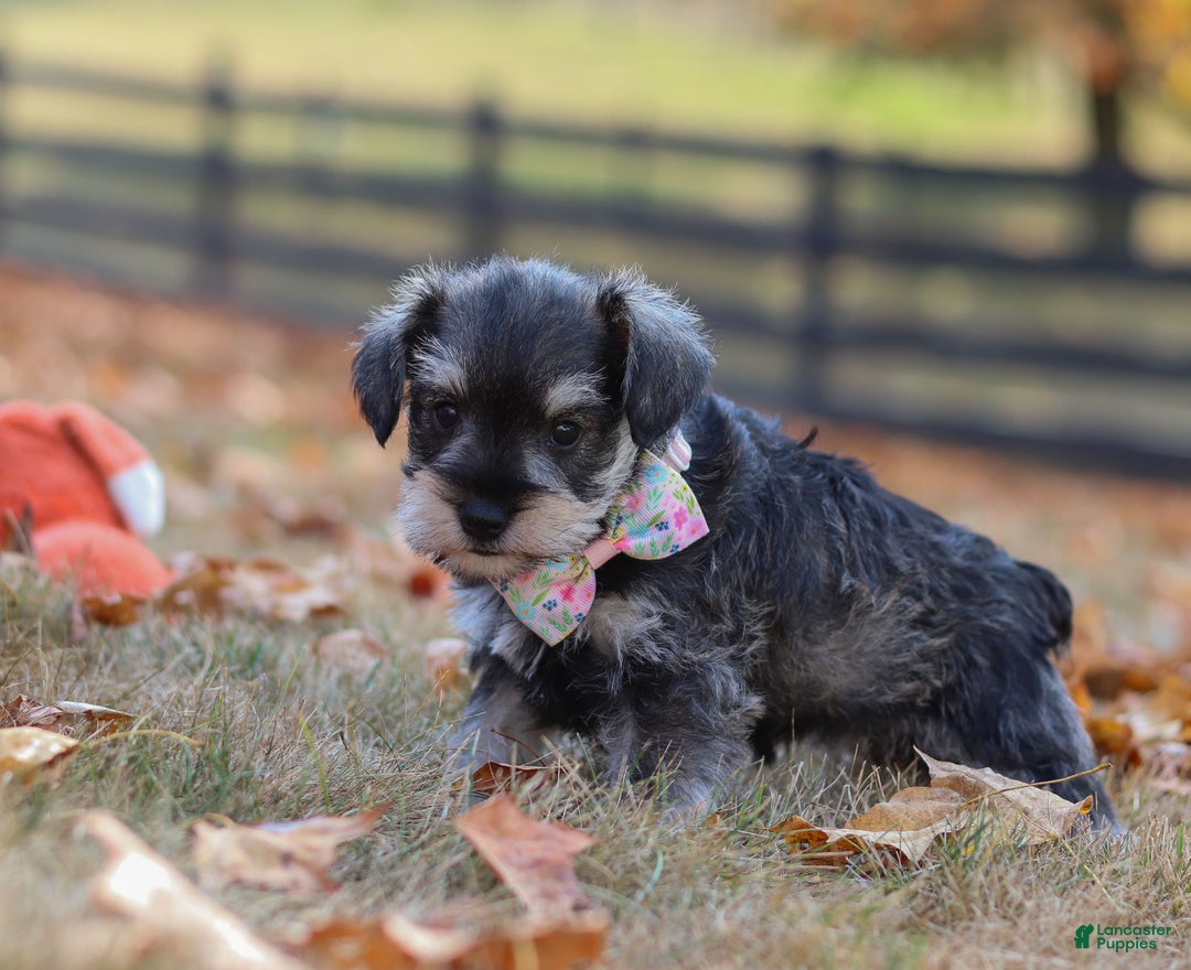 Miniature Schnauzer dogs for sale: Brianna - Ad 18