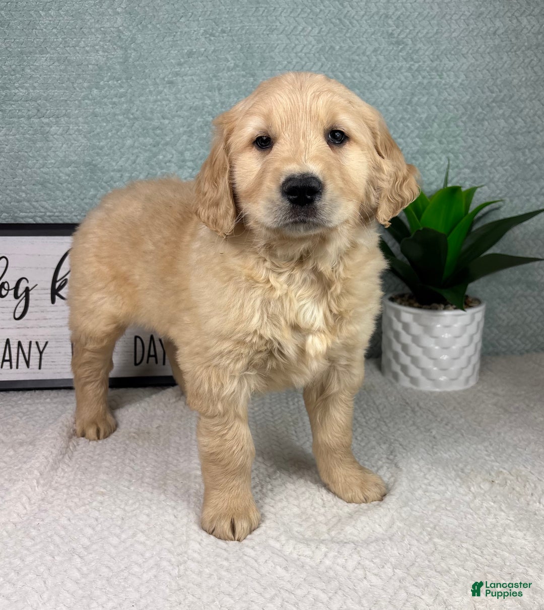 Golden Retriever dogs for sale: Grant - Ad 7