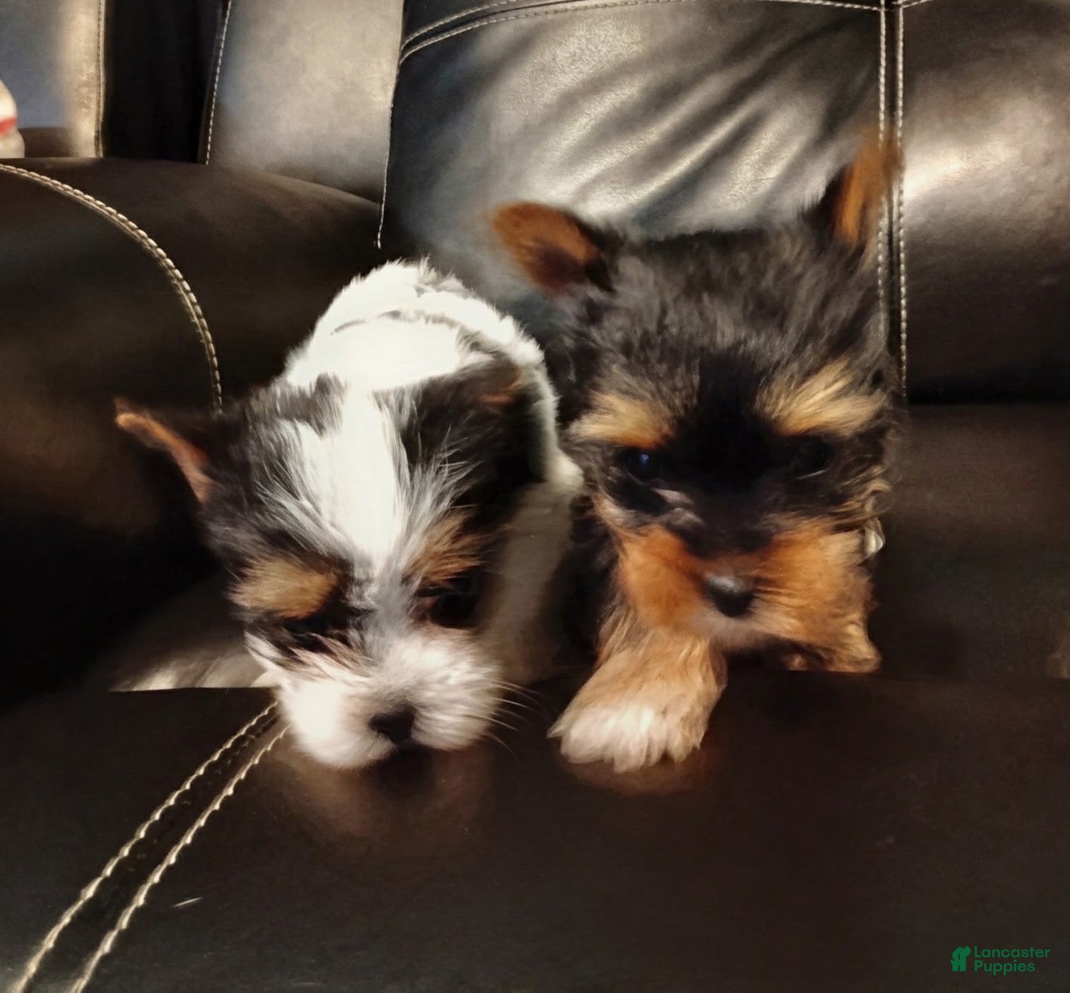 Yorkshire Terrier dogs for sale: Yorkshire Terrier 1 - Ad 2