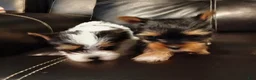 Yorkshire Terrier dogs for sale: Yorkshire Terrier 1 - Ad 2