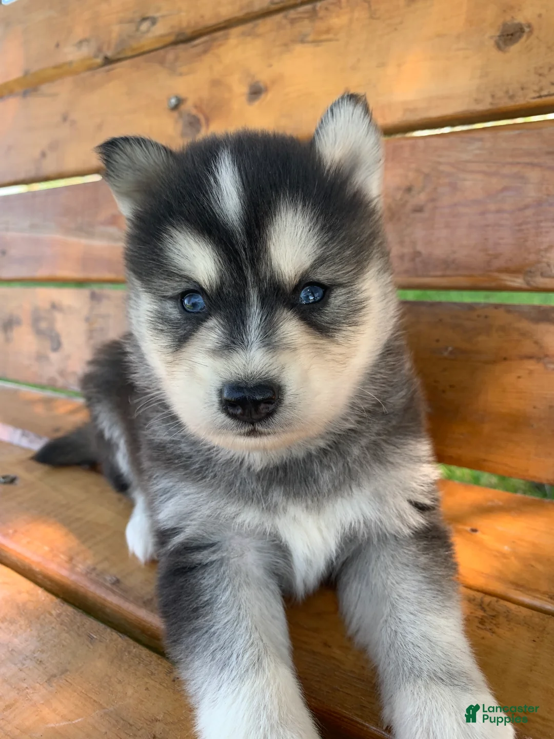 Alaskan Klee Kai dogs for sale: Handsome CHARMER~! - Ad 2