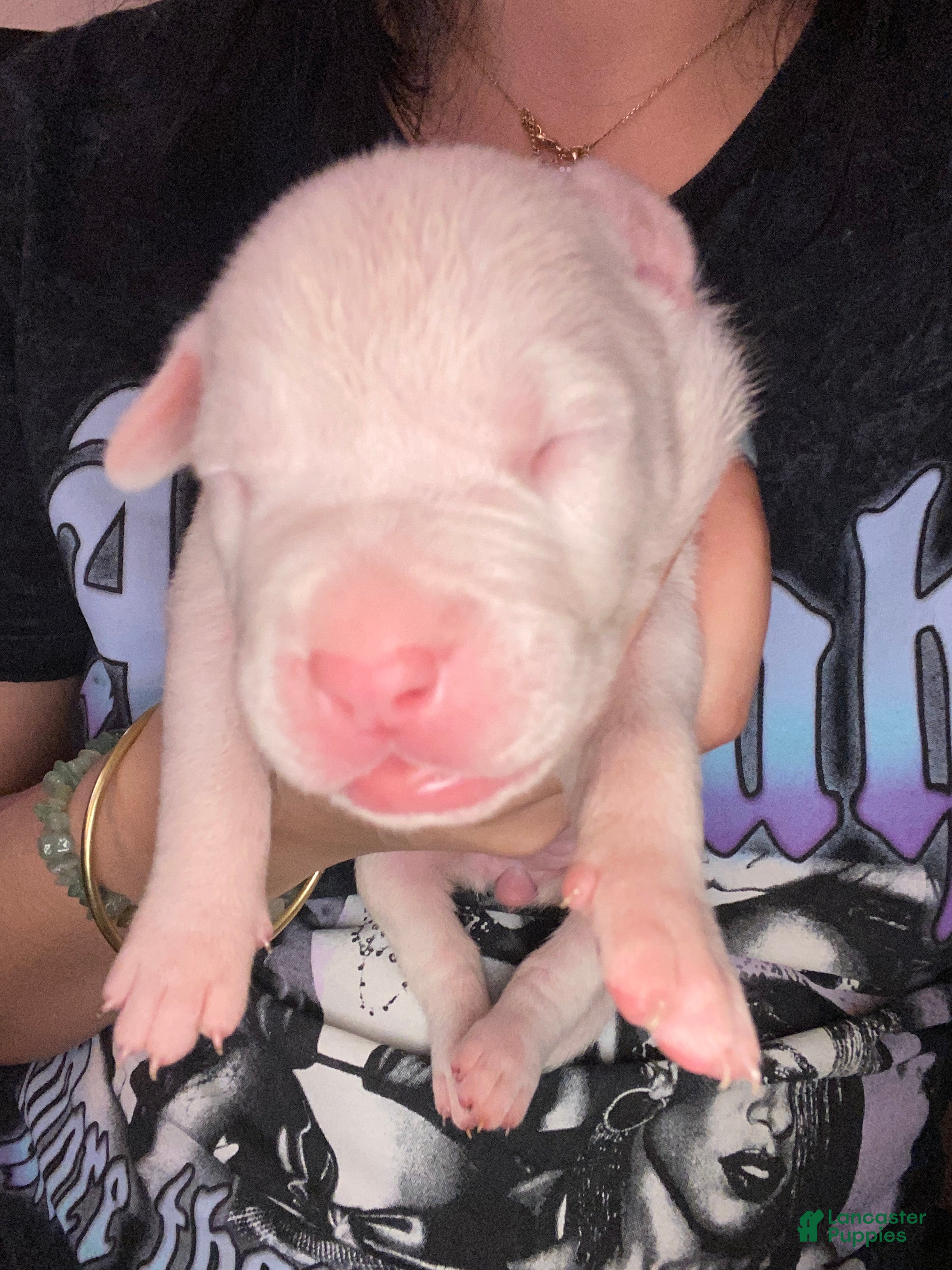 Mixed Breed dogs Mixed Breed Puppy 4 - Ad 9