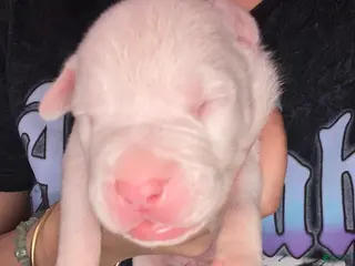 Mixed Breed dogs Mixed Breed Puppy 4 - Ad 9