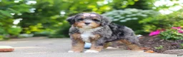 Mini Bernedoodle dogs for sale: Zoey - Ad 5