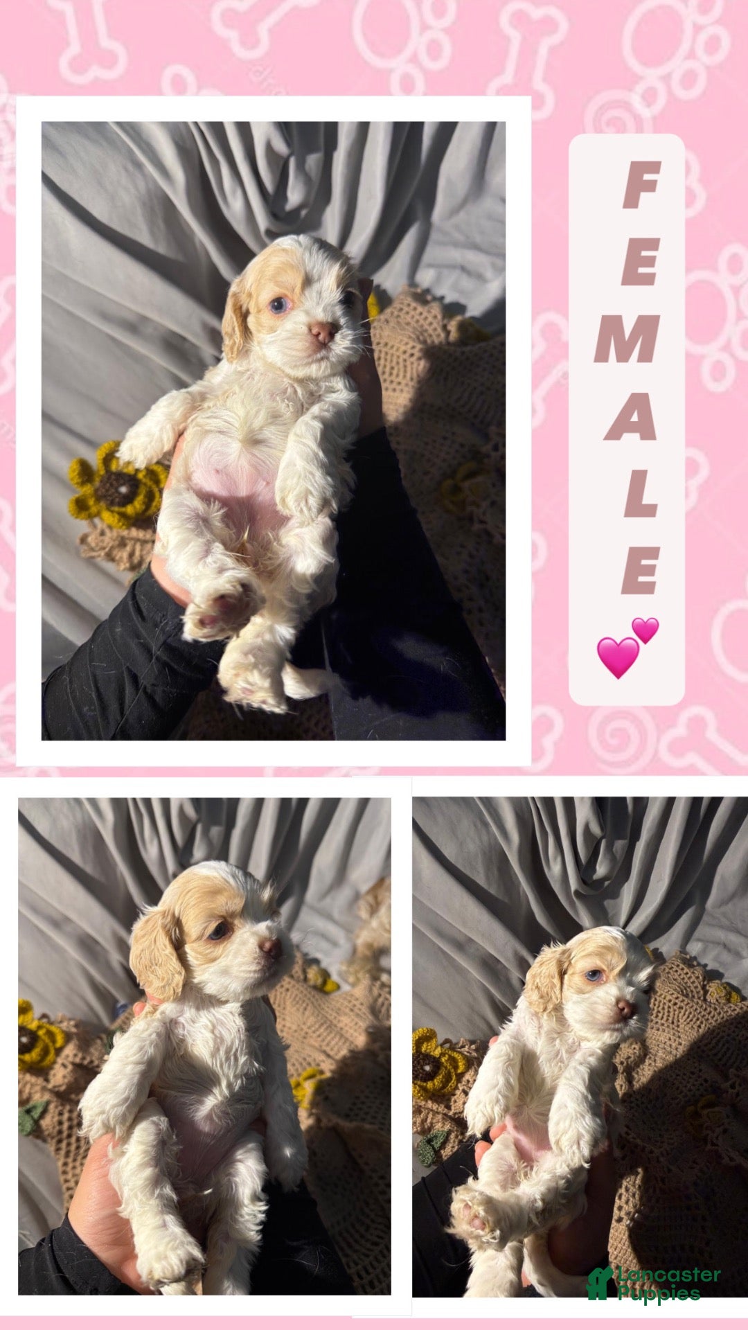 Cocker Spaniel