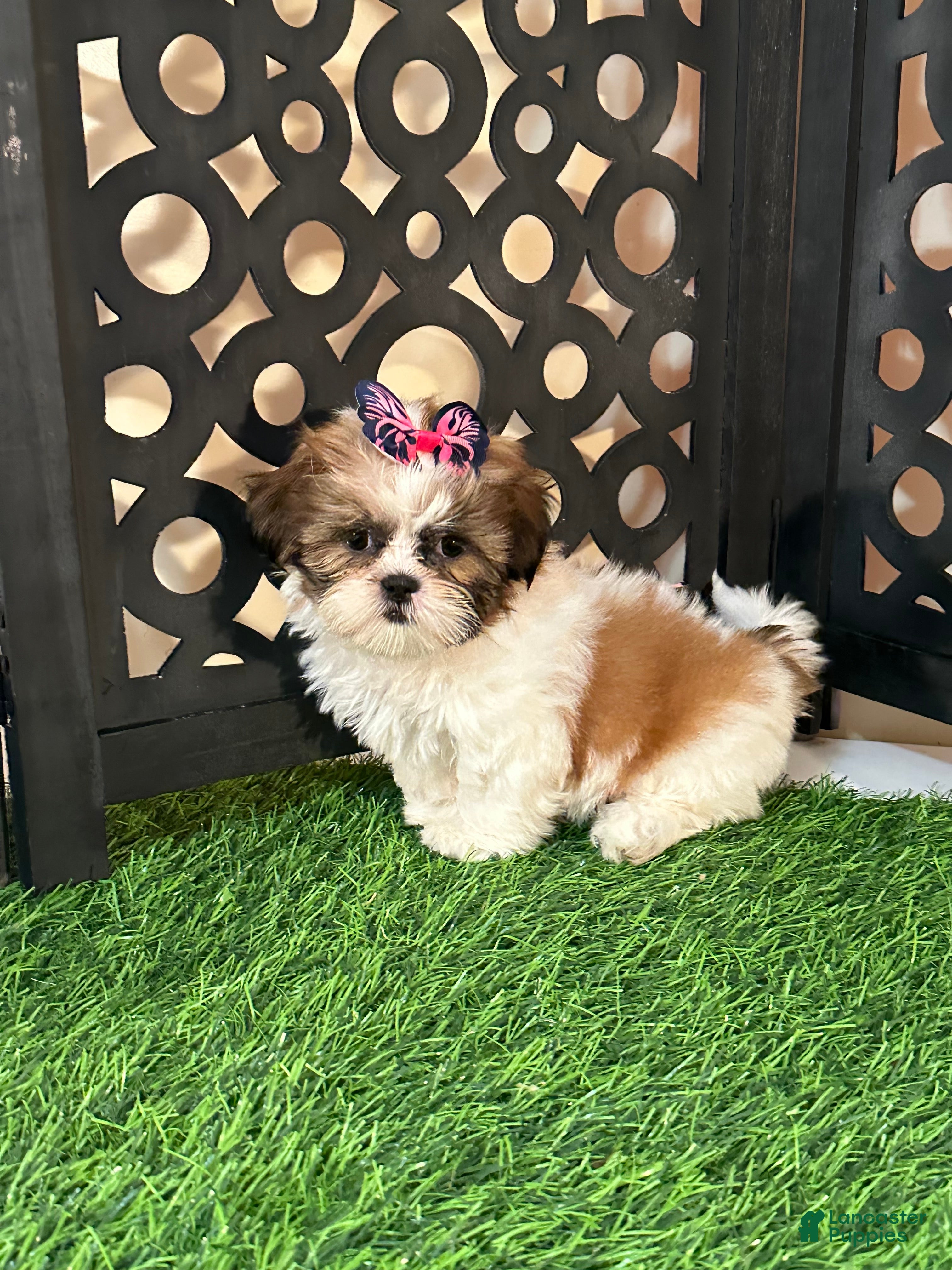 Shih Tzu dogs Lily Pretty Female Shih-tzu Puppy - Ad 1