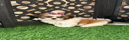 Shih Tzu dogs for sale: Lily Pretty Female Shih-tzu Puppy - Ad 1